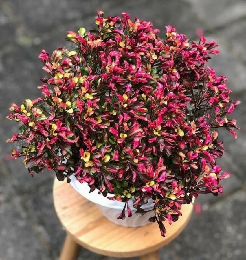 عشب برازيلي لعلاج التهاب المفاصل.