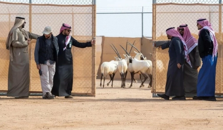 إطلاق أكثر من 60 كائناً فطرياً في محمية الملك خالد الملكية