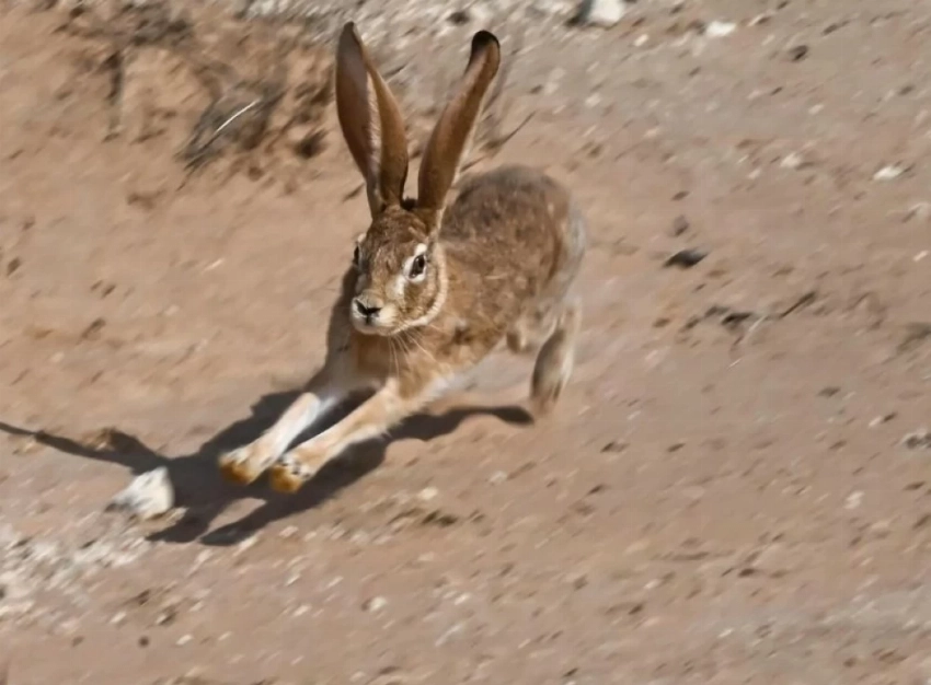 إطلاق أكثر من 60 كائناً فطرياً في محمية الملك خالد الملكية