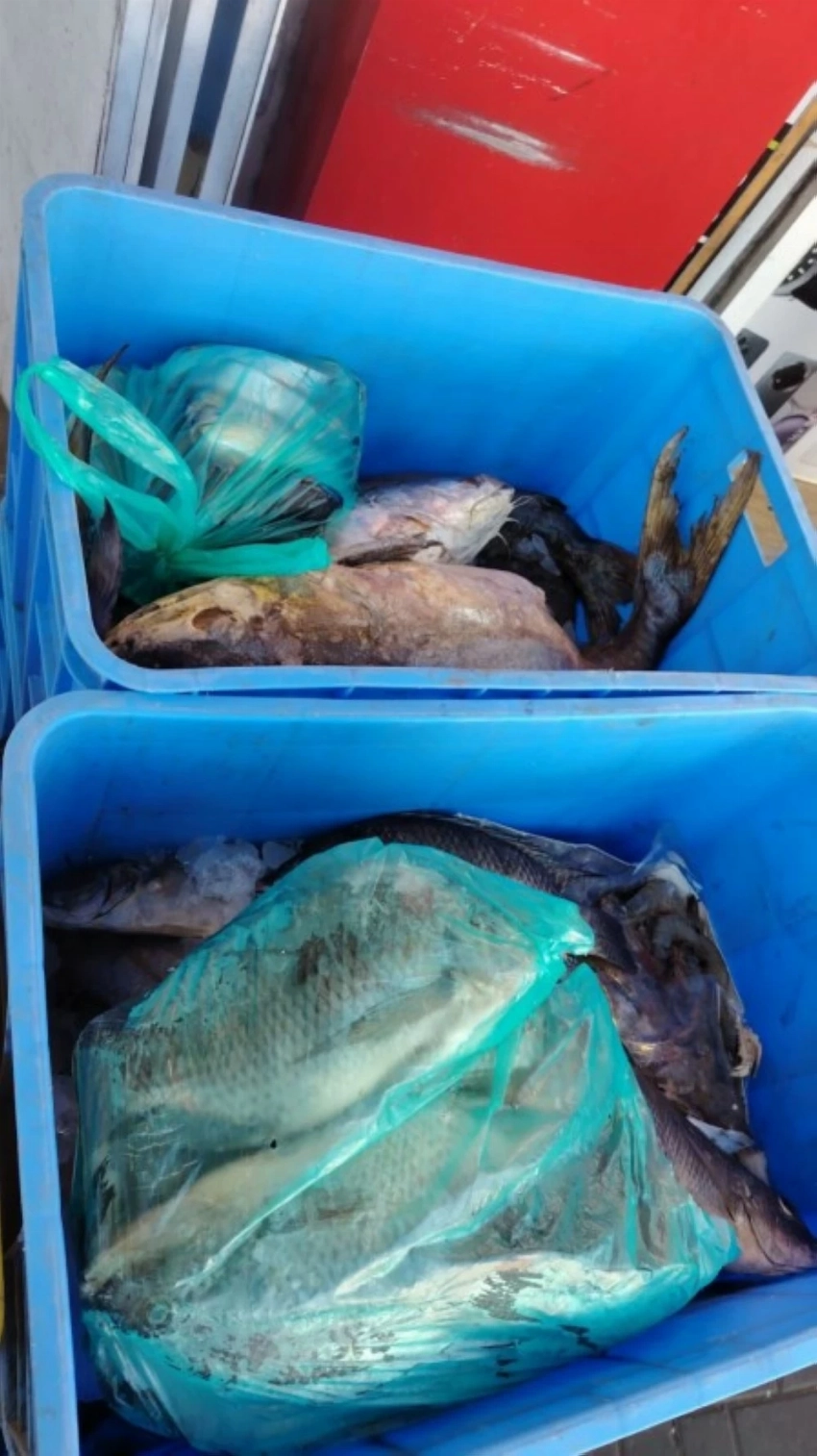 ضبط 594 كجم من الأسماك الفاسدة في أبها وخميس مشيط