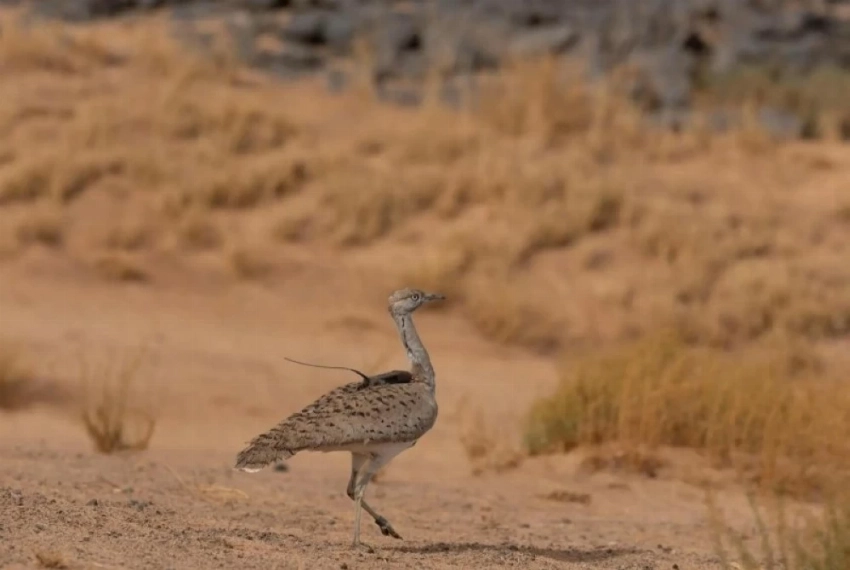محمية الأمير محمد بن سلمان الملكية تُعيد توطين طائر الحبارى الآسيوي