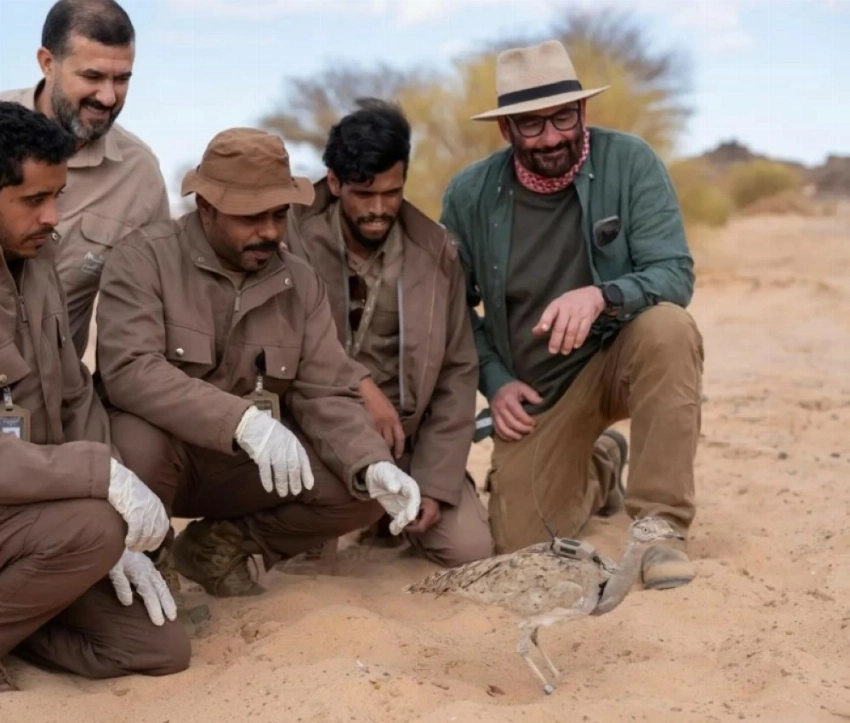 محمية الأمير محمد بن سلمان الملكية تُعيد توطين طائر الحبارى الآسيوي