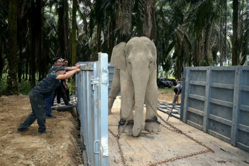 بعد تكرار كوارثها.. الجيش الإندونيسي ينشر قوات لدعم القرويين في مواجهة الأفيال البرية
