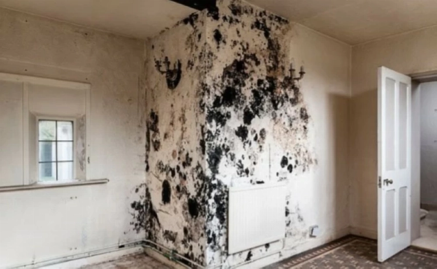 Study: Mold in the home has long-term effects on children's lungs
