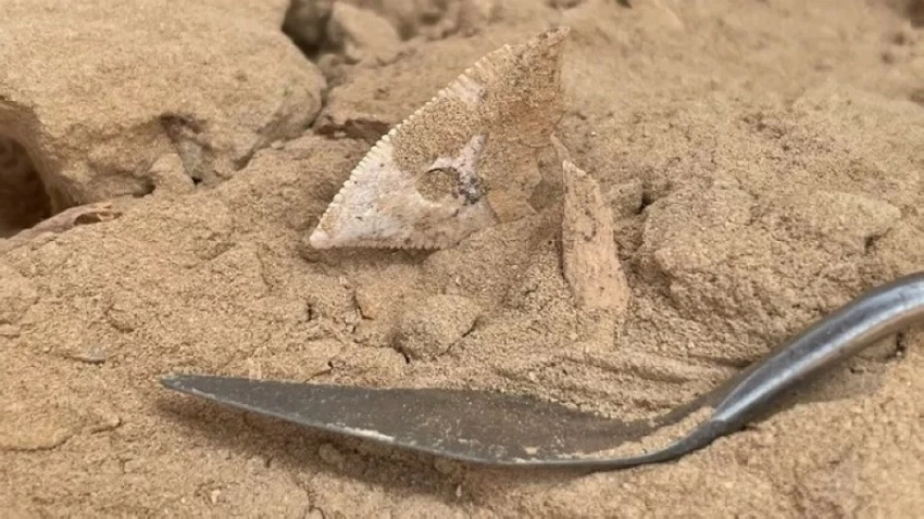 Research: 7,000 years ago, inhabitants of the Arabian Peninsula ate sharks