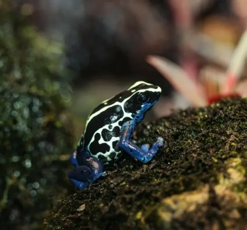 ضفدع السهام السام.