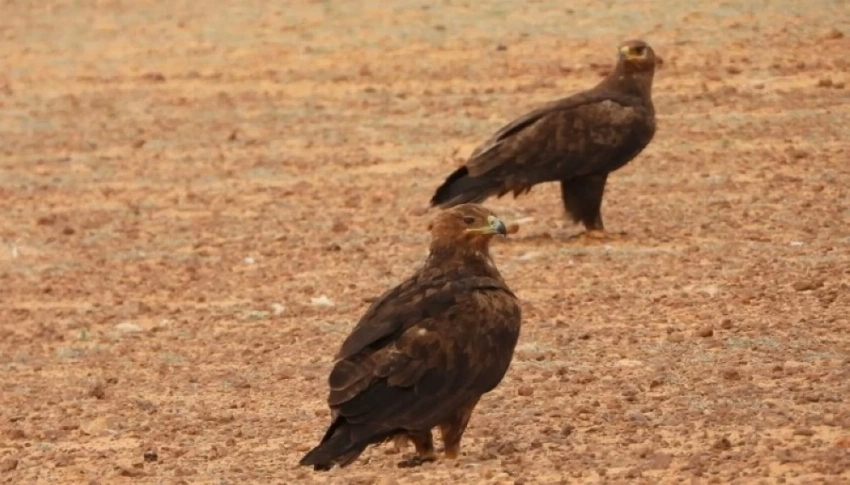 رصد 2850 طائرًا نادرًا بمحمية الملك سلمان الملكية