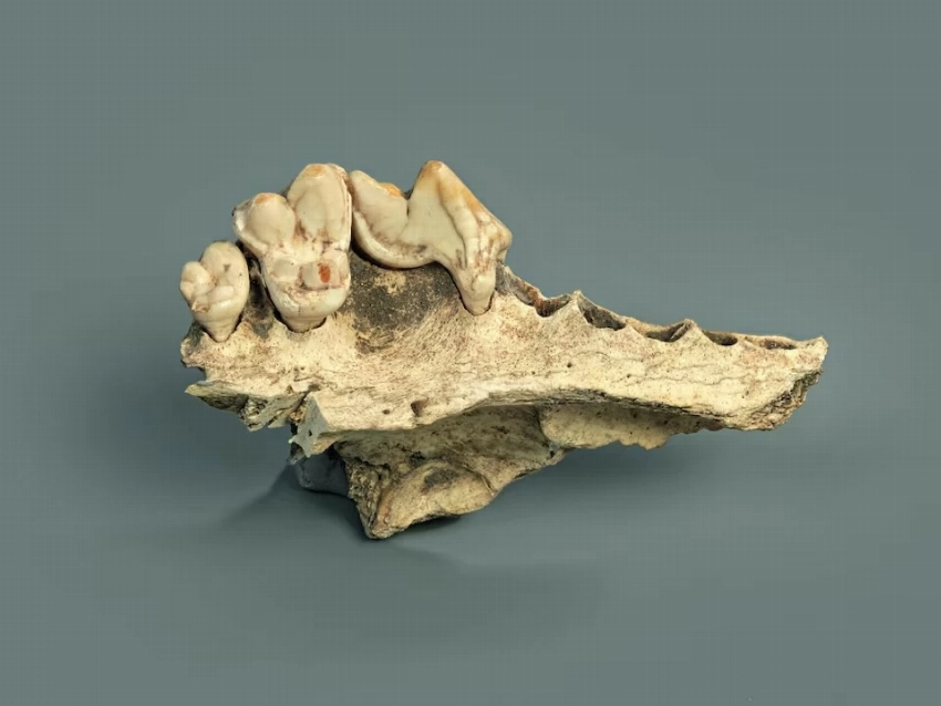 اكتشاف علمي جديد.. الكلاب رافقت البشر قبل الزراعة بآلاف السنين