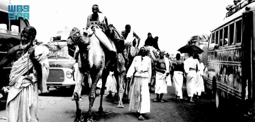 إبل الصحارى.