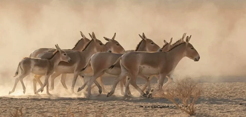السعودية تشهد ولادة أندر حيوان في العالم