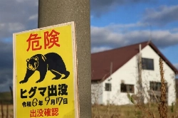 رعب في اليابان: الدببة تنذر بكارثة.. والجيش يتدخل!