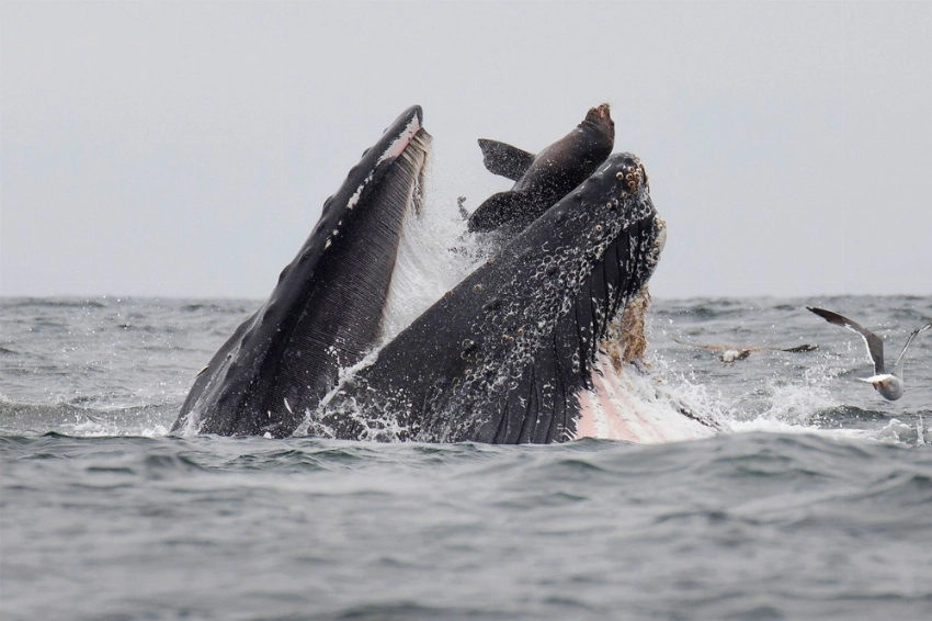 Prey on a platter! A sea lion accidentally is caught in the mouth of a humpback whale in Monterey Bay, California, on Tuesday. In a stunning photo, a wildlife photographer has captured a sea lion falling into the mouth of a humpback whale in what he calls a