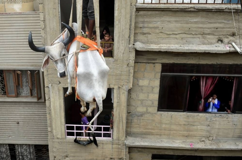 High steaks: Cows go from roofs to plates in Pakistan for Eid Pakistani residents watch as a crane lifts a bull from the roof of a building in preparation for the Muslim annual festival of Eid Al-Adha or the Festival of Sacrifice, in Karachi, in this Aug. 4, 2019 file photo. In Karachi alone nearly half a million cows, goats and other camels will be sold or sacrificed during the Eid Al-Adha holiday. But in the sprawling city of around 20 million, notorious for its gridlocked traffic, dense neighborhoods, and woeful lack of green space, some roofs are transformed into temporary livestock pins ahead of Eid. — AFP