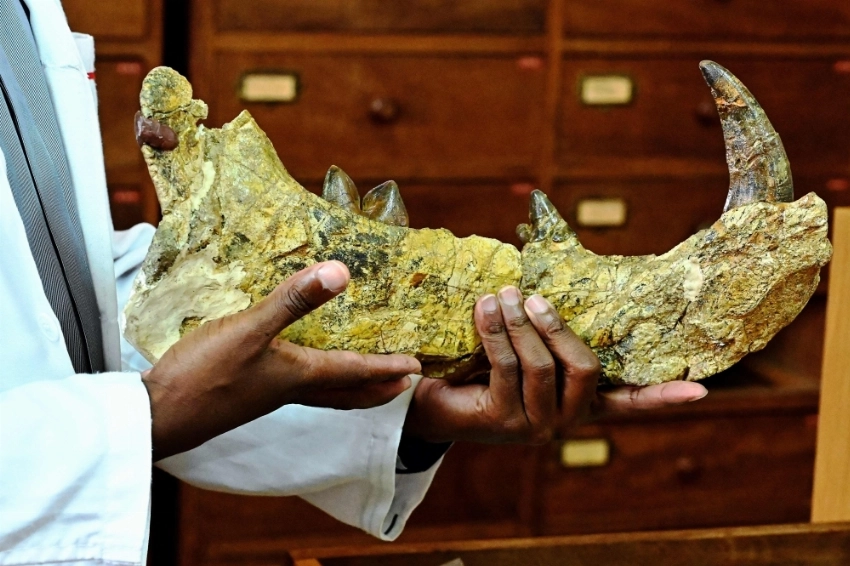 Hidden mysteries lie in wait inside Kenya's fossil treasury Job Kibii, head of the National Museums of Kenya's paleontology department, holds a piece of the 23-million-year-old bones of the newly-discovered giant 'simbakubwa kutokaafrika' (big lion from Africa), whose unveiling made headlines around the world, at the Nairobi National Museum, in Nairobi on May 23, 2019. -AFP